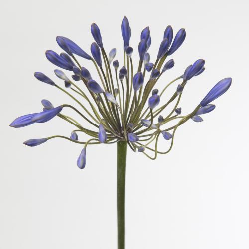 10x Agapanthus blue giant 80cm