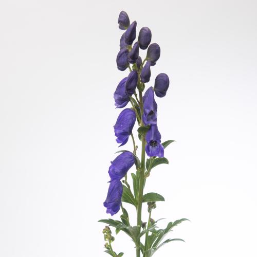 10x Aconitum arendsii 80cm