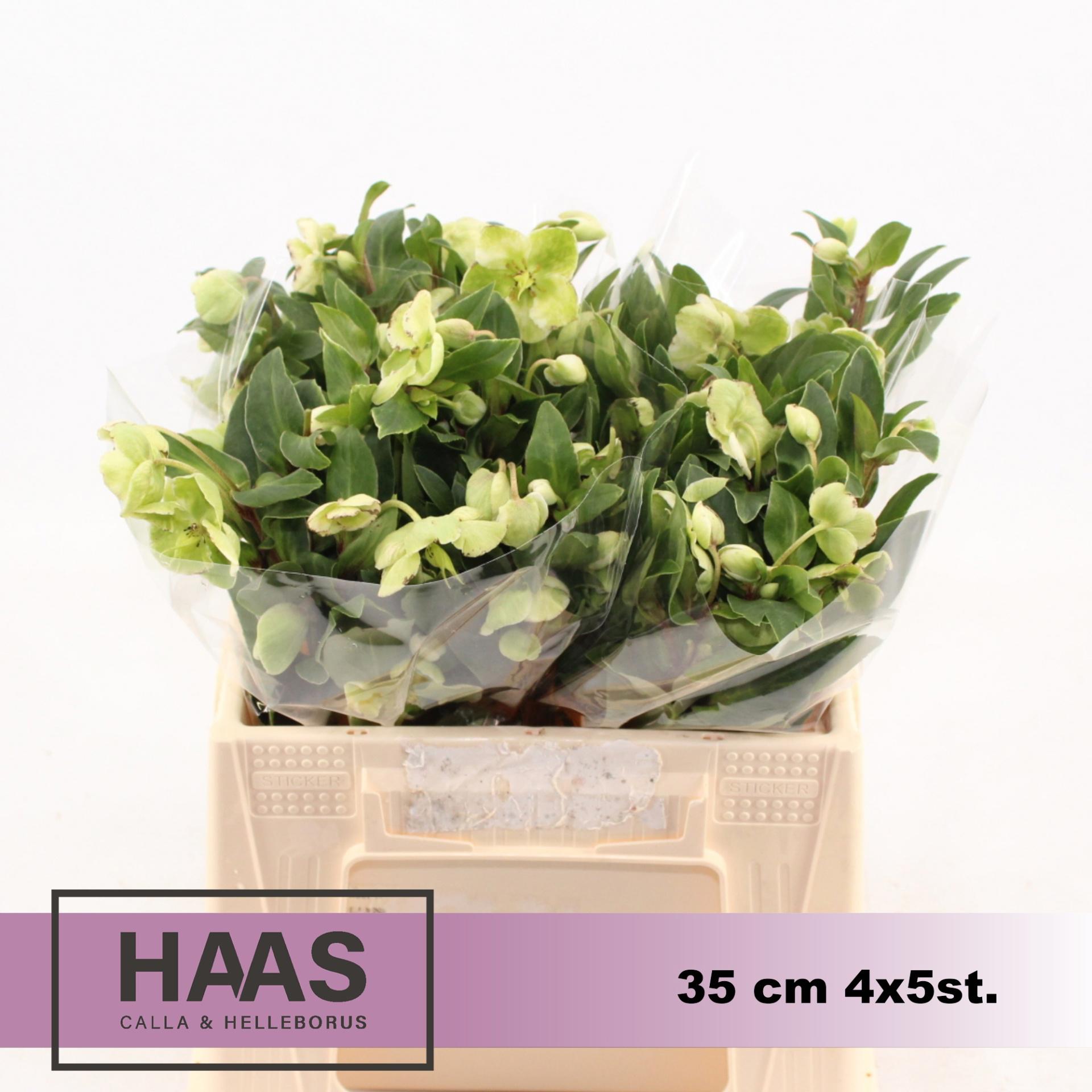 10x Helleborus magnificent bells 30cm