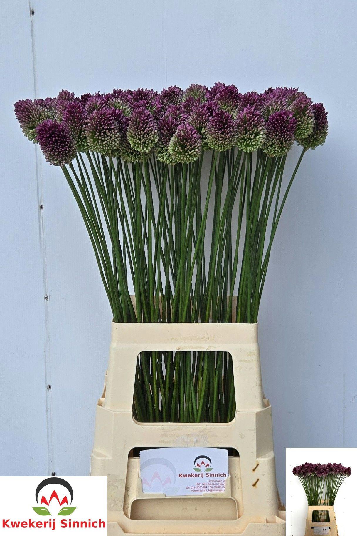 10x Allium sphaer.(kogel) 70cm