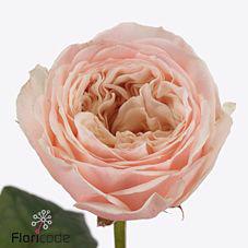 10x Rosa paradise beach 50cm