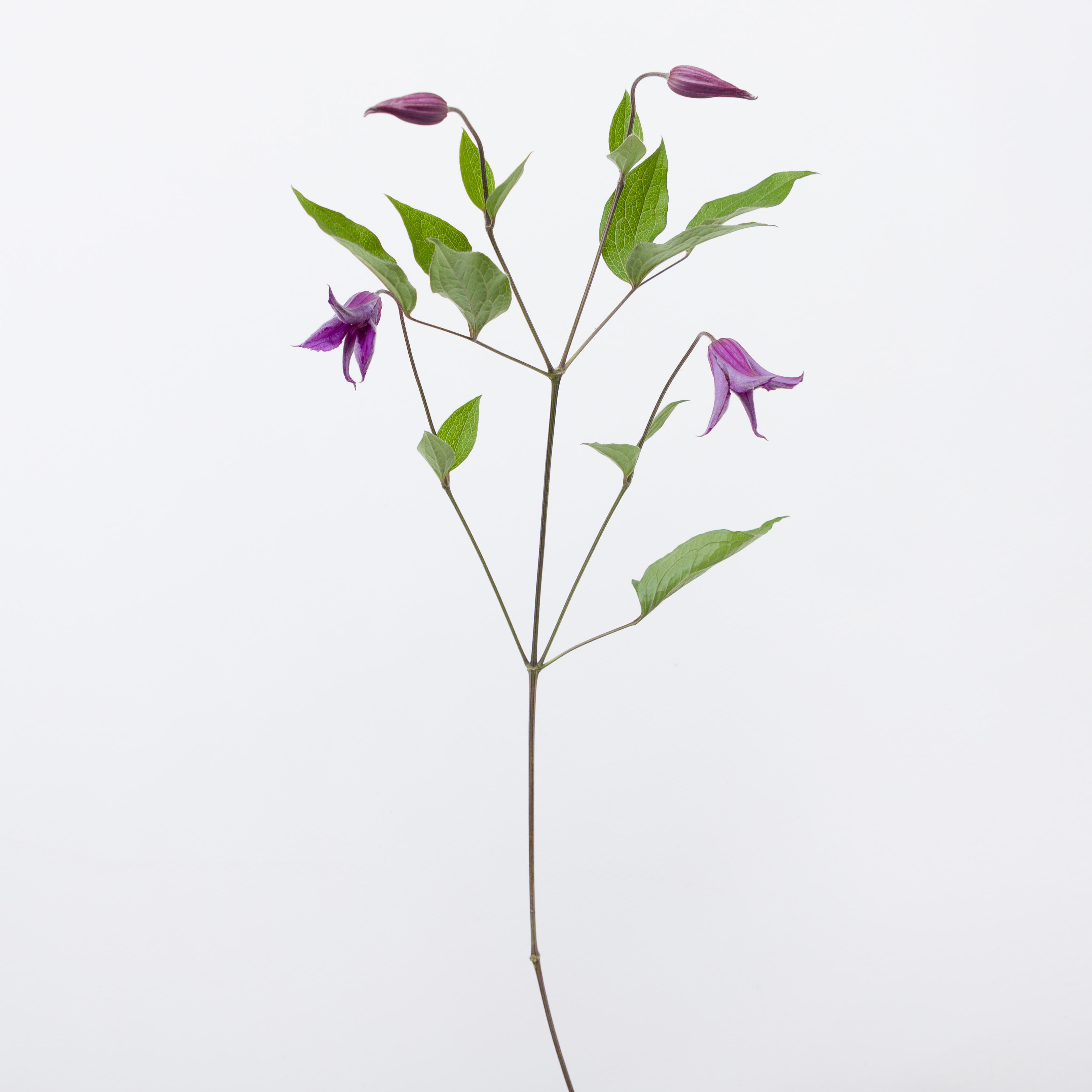 10x Clematis blue pirouette 60cm