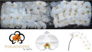 45x Phal.sensation white 80cm