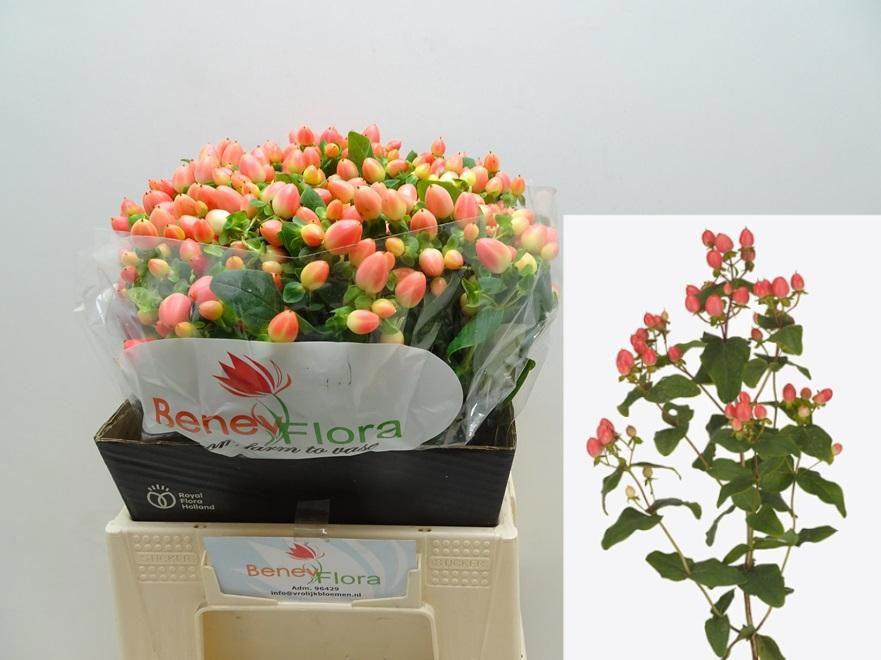 25x Hyper.royal princess 40cm