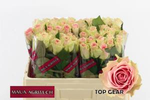 20x Rosa top gear! 50cm