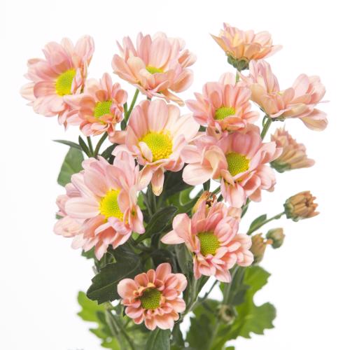 25x Chrysant san.rossi smokey 50cm