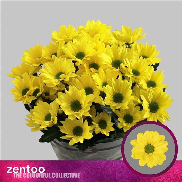 10x Chrysant celebrate 70cm