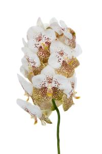 16x Vanda yellow spot 339 10cm