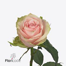 20x Rosa pink athena 30cm