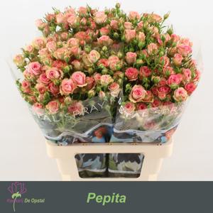 10x Rosa pepita 60cm