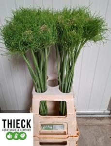 10x Allium catweazle 70cm