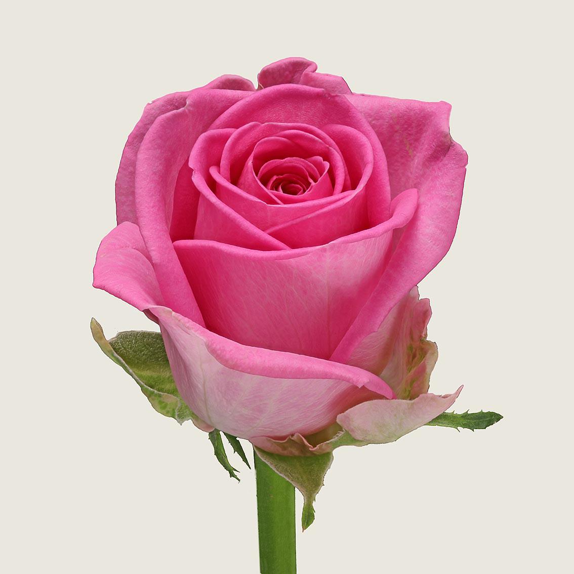 20x Rosa aqua! 50cm