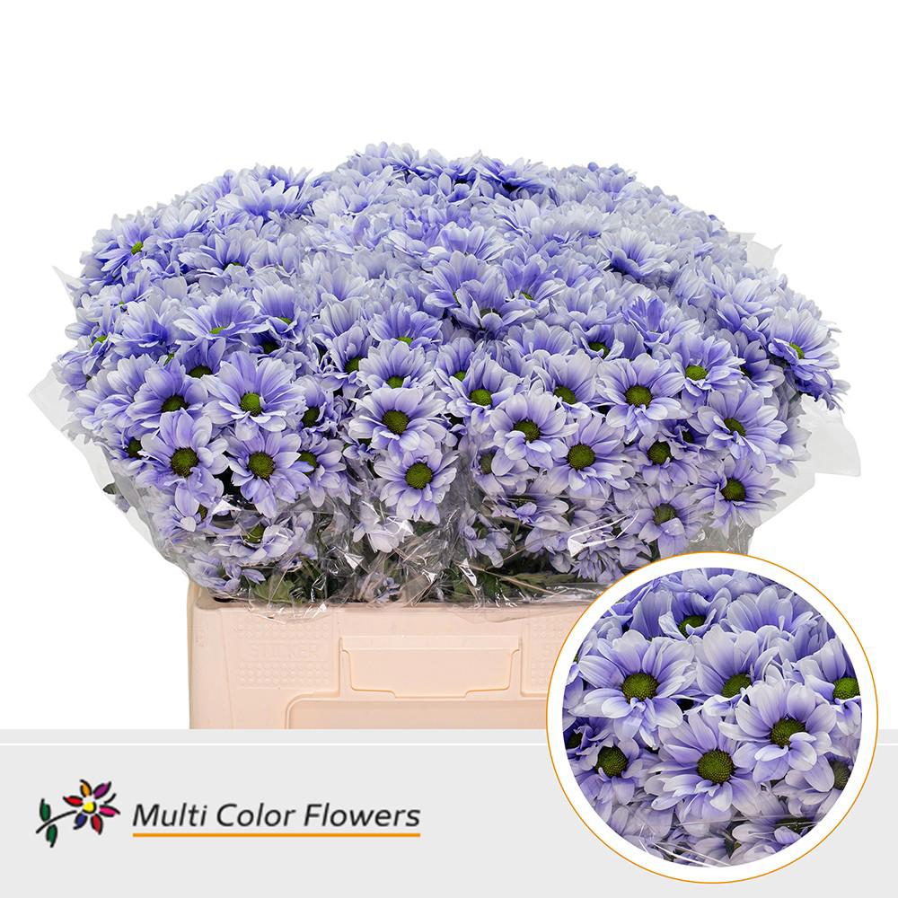 10x Chrysant overig 60cm