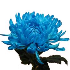 10x Chrysant antonov blauw 70cm